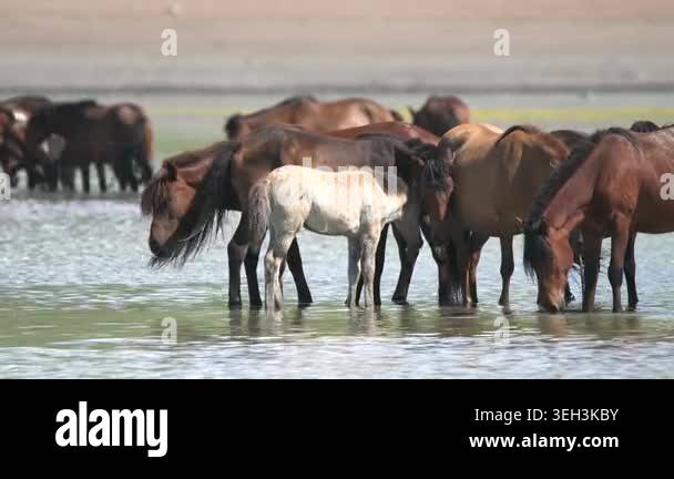 Wild horses cool off in a Mongolian steppe lake while standing in ...
