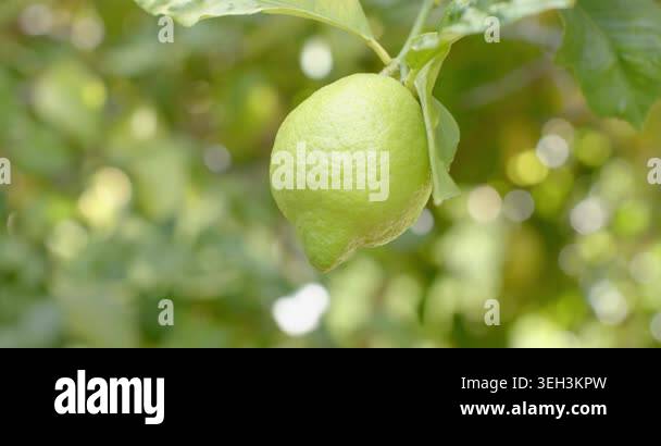 Single green lemon hanging from slender branch swaying in sunlit ...