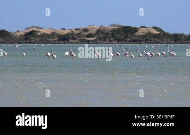 Wild flamingos wading across shallow lagoon near sand dunes within ...