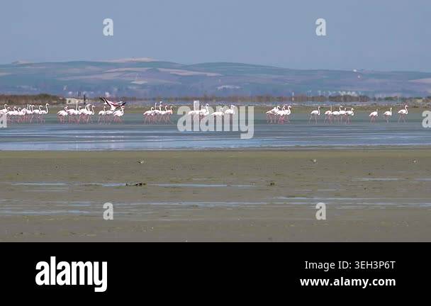 Wild flamingos wading across shallow lagoon near sand dunes within ...