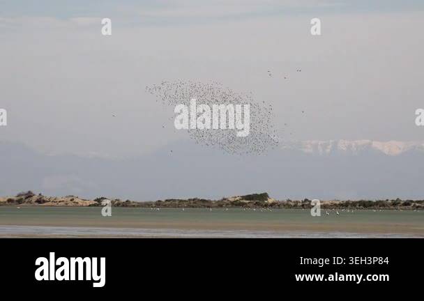 Murmuration of birds fills the sky with synchronized flight patterns ...