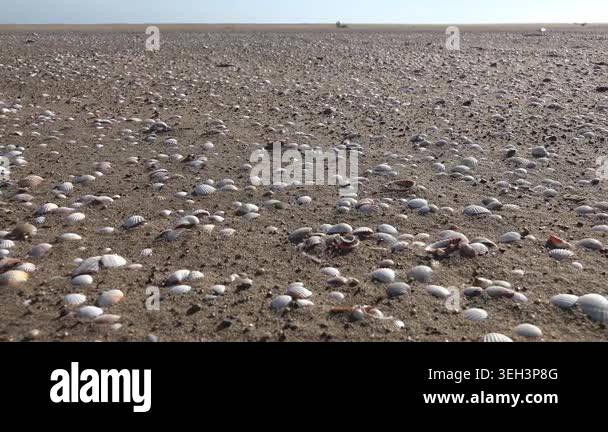 Clam and mussel shells scattered across sandy beach form textured ...