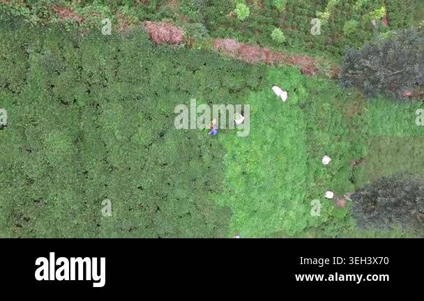 Aerial tea plantation workers hand harvesting fresh leaves on terraced ...