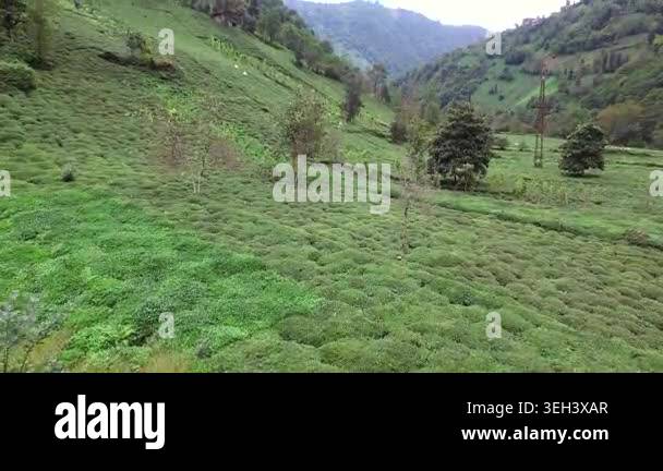 Aerial tea plantation workers hand harvesting fresh leaves on terraced ...