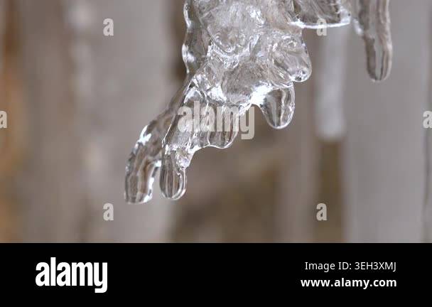 Drops of water dripping from tangled natural icicle hanging on curved ...