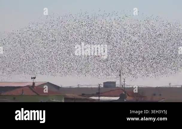 Swarm behaviour of dense flock birds forming dramatic murmuration ...