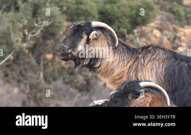 Domestic goats chew cud while eating artificial feed in a rural ...