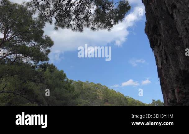 Timelapse cloud fragments form above pine forest in extreme heat and ...