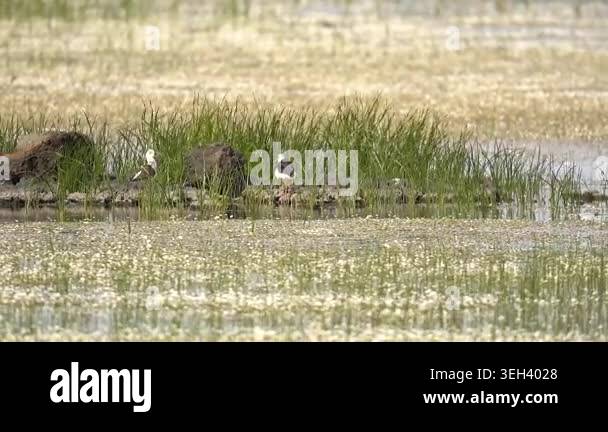 Pair of black winged stilts stands in wetland lake with long legs ...