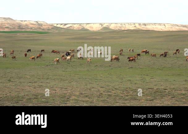 Mixed cattle grazing across barren plain white brown black bovines dry ...