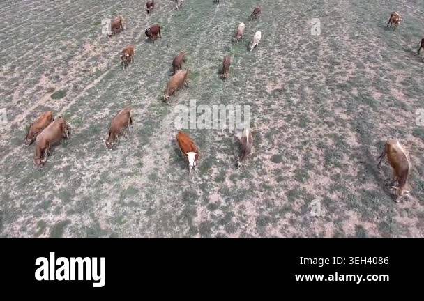 Aerial cattle grazing across arid steppe plain treeless rangeland dry ...