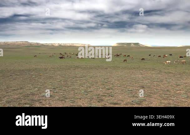 Aerial cattle grazing across arid steppe plain treeless rangeland dry ...