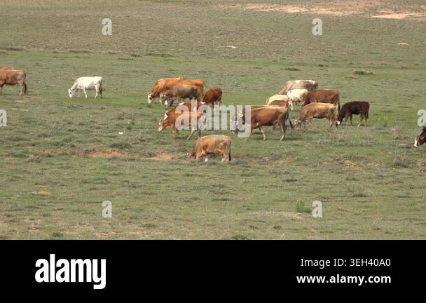 Mixed cattle grazing across barren plain white brown black bovines dry ...