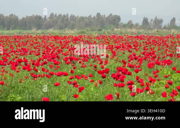 Red poppies brighten a meadow beside woodland, filling the grassland ...