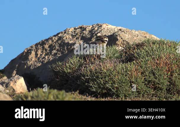 Small bird forages among rocks and shrubs, showing quiet behavior in ...
