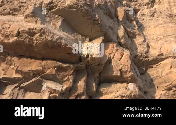 Petrified wood specimen reveals ancient tree structure preserved in ...