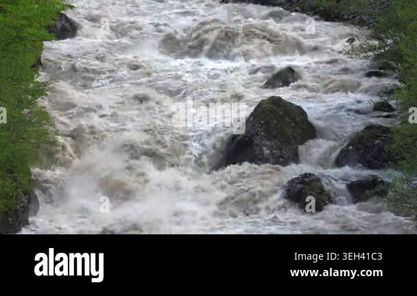 Foaming muddy river surges through forest with violent current and ...