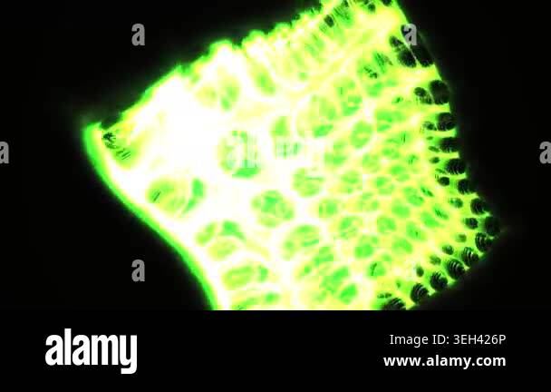 Microscopic view of fluorescent cell culture Stock Video Footage - Alamy
