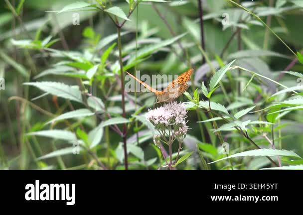 Orange butterfly with black spots flapping wings on herbs in natural ...