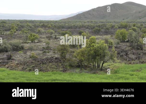 Basalt lava plain with porous volcanic rocks and sparse vegetation ...