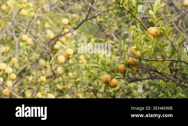 Camera is panning across citrus grove, shifting focus onto ripe fruit ...