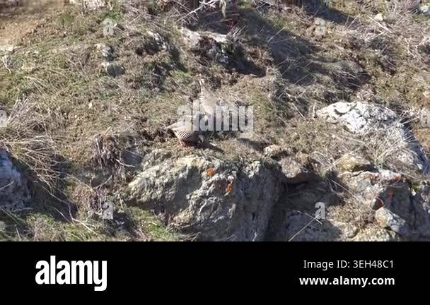 Real wild chukar partridge birds standing on brown ground inside ...