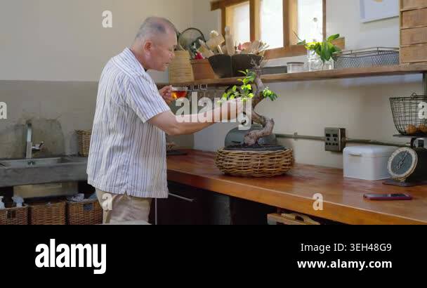 Senior Asian man smelling tea, inspecting bonsai on wooden counter ...