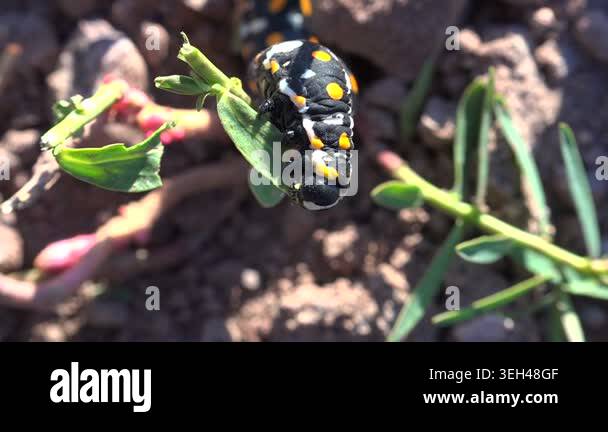Black caterpillar with yellow and white spots crawling on green plant ...
