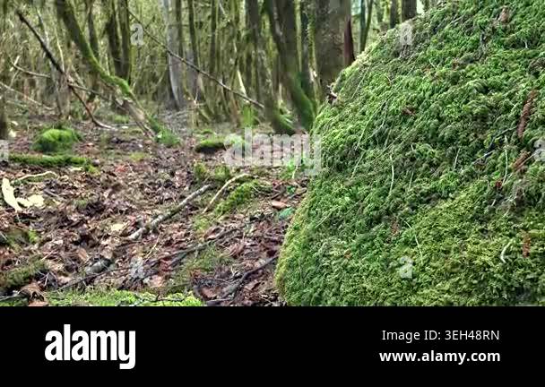 Mossy forest floor beneath woodland trees shows rich green texture and ...