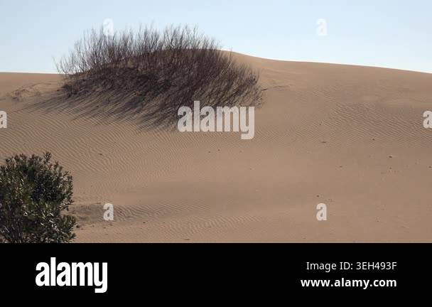 Panoramic view of desert plants scattered across rolling sand dunes ...