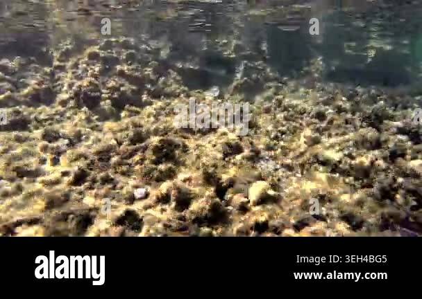 Underwater algae sway across shallow rocky reef in clear sea beside ...