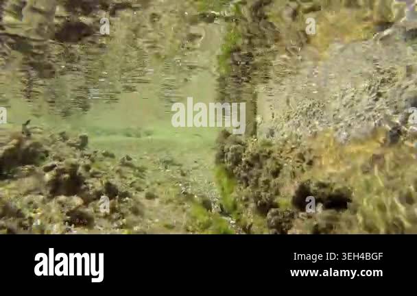 Underwater algae sway across shallow rocky reef in clear sea beside ...