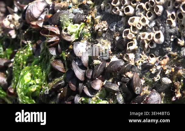 Close up macro shows clustered shellfish and barnacles attached on wet ...