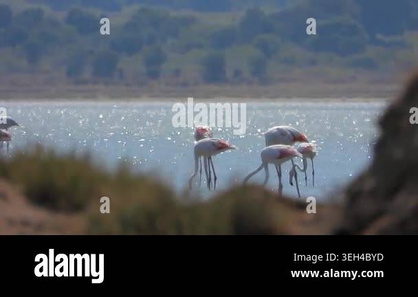 Flamingos feed with curved necks lowered into windy lake shallows ...