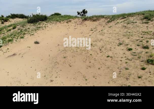 Desert dunes with sparse natural vegetation and sandy mounds under a ...