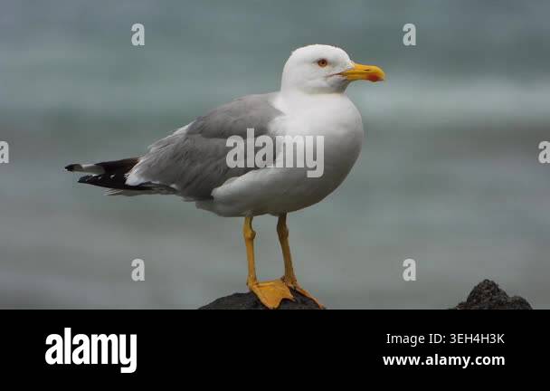 Yellow legged gull perches on wet rocks beside the sea during rainy ...