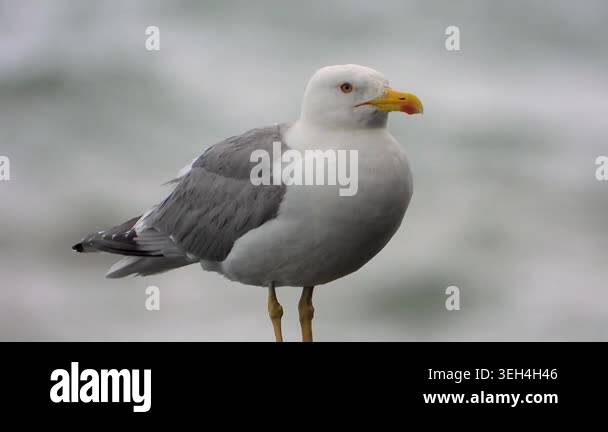 Yellow legged gull perches on wet rocks beside the sea during rainy ...