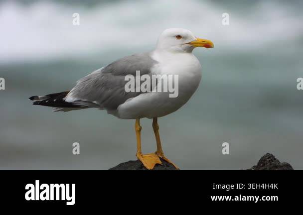 Yellow legged gull perches on wet rocks beside the sea during rainy ...