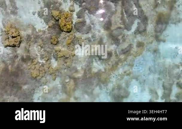 Aerial tropical shallows reveal reef rocks, white sand, algae, and ...