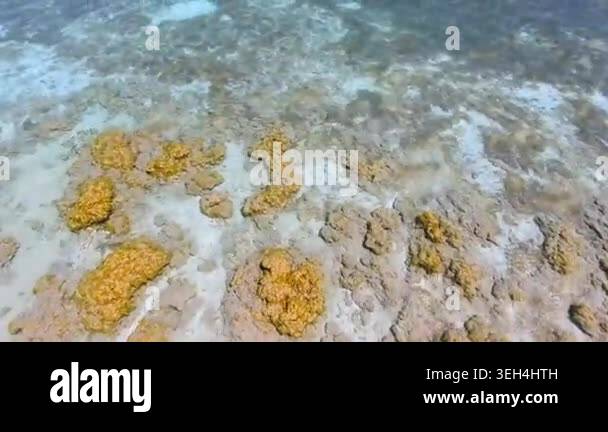 Aerial tropical shallows reveal reef rocks, white sand, algae, and ...