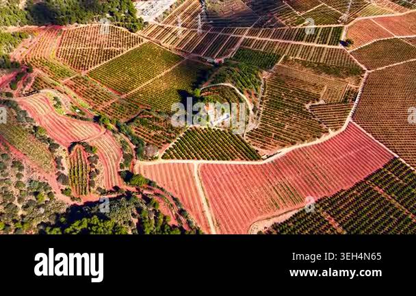 Geometric farm plots with orange trees and red soil terraces. A small ...