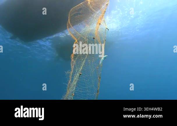 Fish trapped in hanging net beneath boat underwater, fishing industry ...