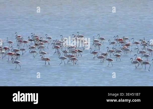 Flamingo flock walking through shallow water with adult and juvenile ...