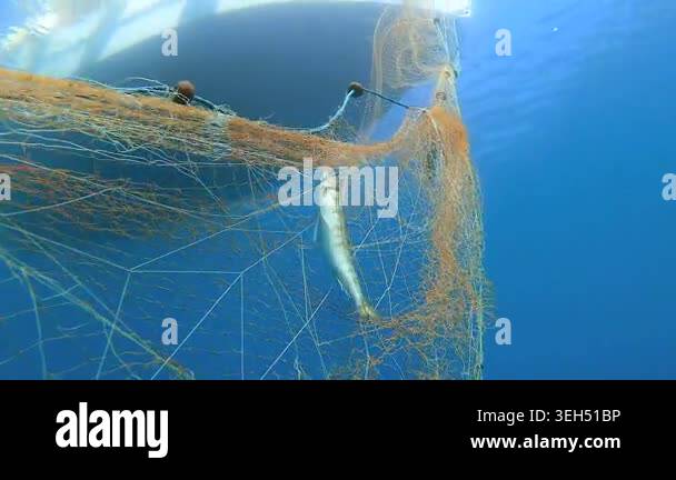 Dead fish hangs trapped in a submerged net underwater in a grim bycatch ...