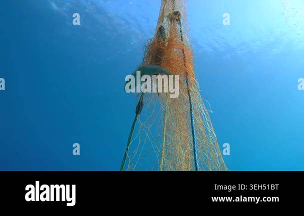 Dead fish hangs trapped in a submerged net underwater in a grim bycatch ...