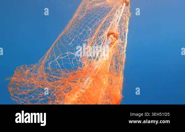 Dead fish hangs trapped in a submerged net underwater in a grim bycatch ...