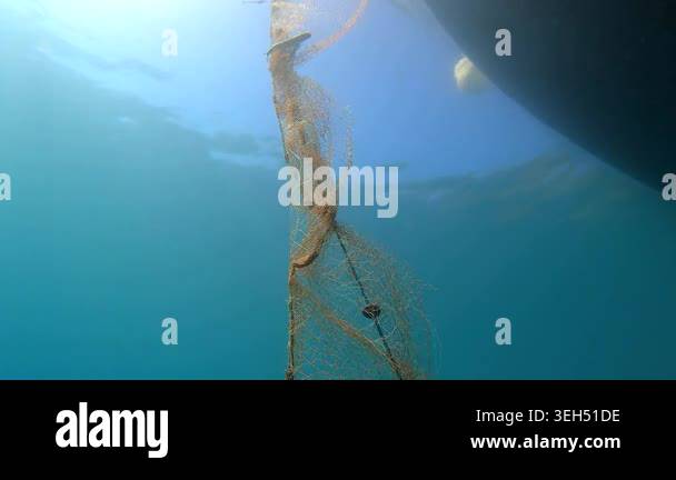 Dead fish hangs trapped in a submerged net underwater in a grim bycatch ...