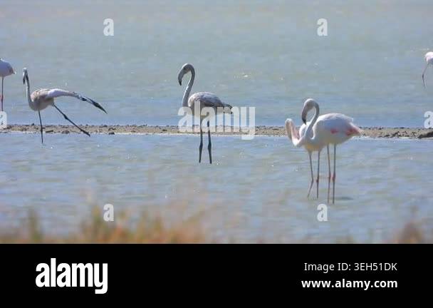 Young flamingos standing in shallow water with calm wetland habitat and ...