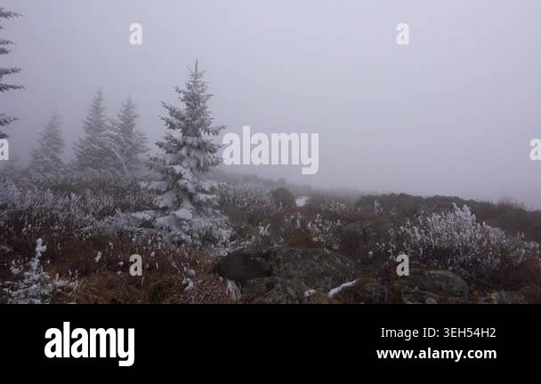 Hoarfrost covers mountain trees bushes with dense white rime during ...