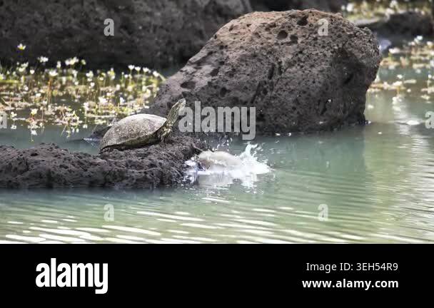 Pond turtle dives from a rocky islet into calm freshwater during an ...